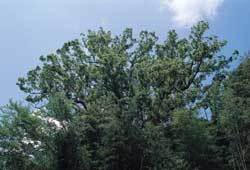 クスノキの大樹（町天然記念物）